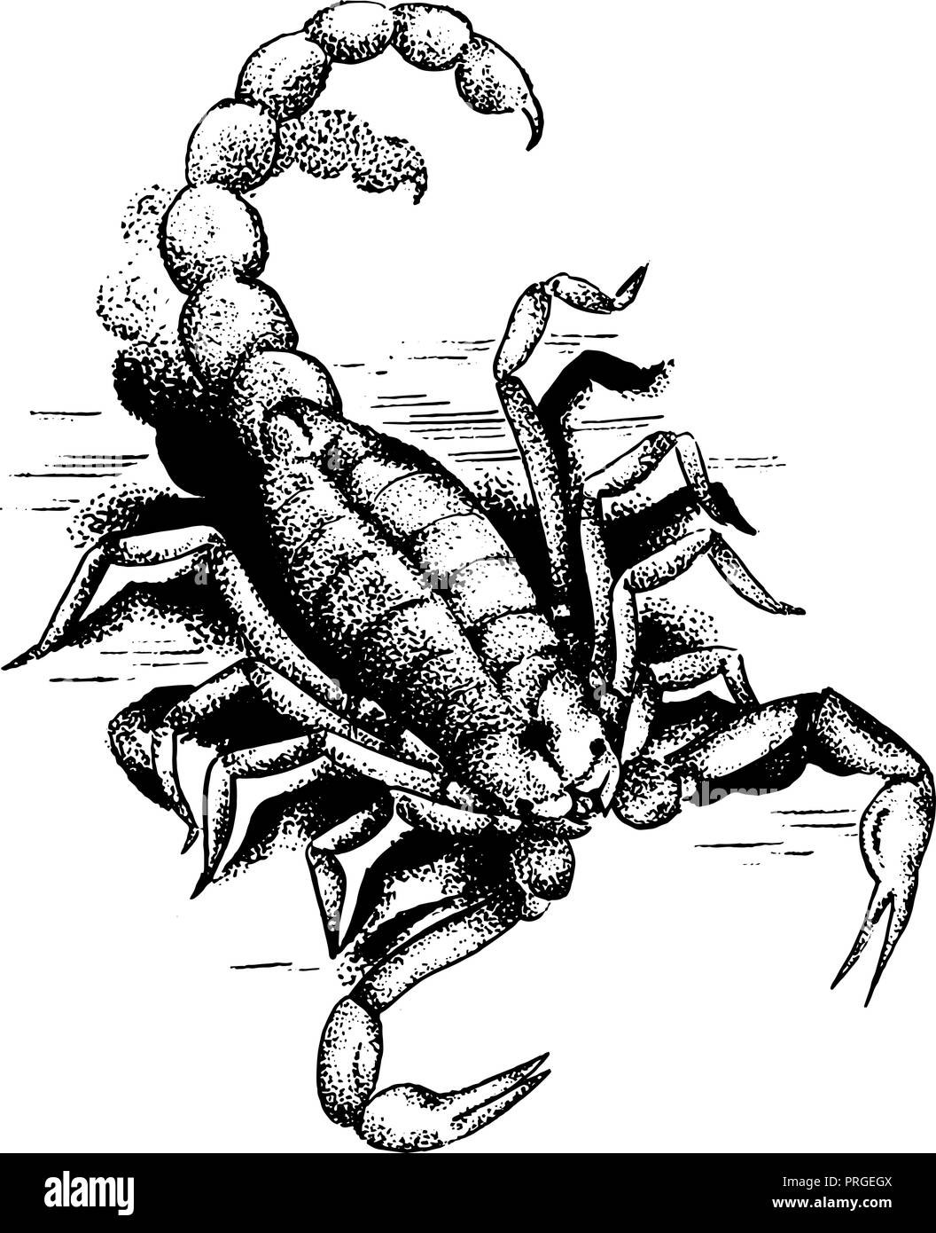 Scorpions image Black and White Stock Photos & Images - Alamy