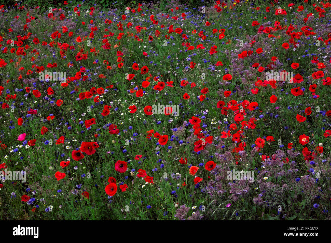 A Wildflower Meadow Of Poppy Flowers Cornflour And Daisies Stock Photo Alamy A Wildflower Meadow Of Poppy Flowers Cornflour And Daisies Stock Photo Alamy