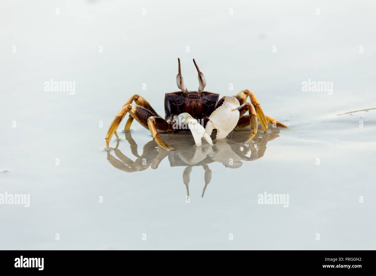 Sand Crab on the beach in Thailand. Stock Photo