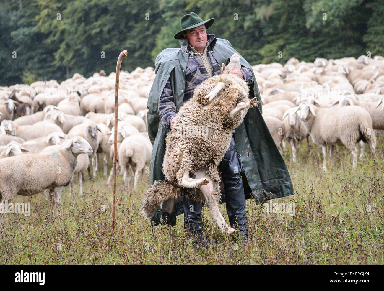 Hungen, Hessen. 02nd Oct, 2018. 02 October 2018, Germany, Hungen: Ralf Meisezahl, city shepherd of Hungen, holds the sheep 'Marie' in a meadow so that the Hessian Prime Minister Bouffier can take over a lamb sponsorship for the animal from the Association of German Sheep Farming. Credit: Juliane Görsch/dpa/Alamy Live News Stock Photo