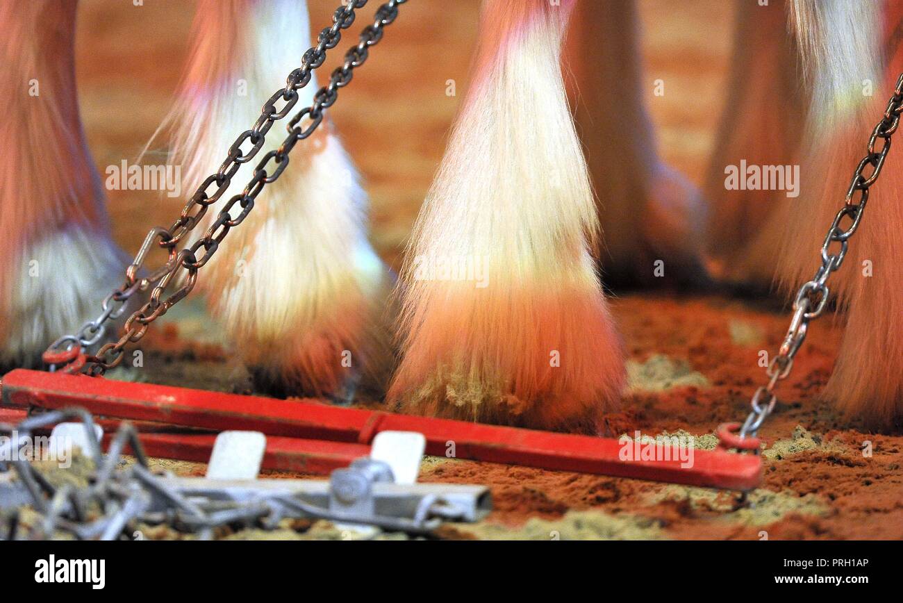 NEC Birmingham, UK. 3rd Oct 2018. Leg feathers of the shire horses. Musical drive of the heavy