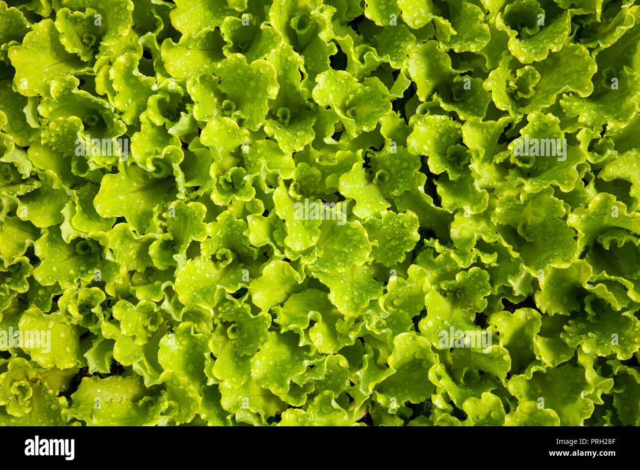 lettuce sprouts in a hothouse Stock Photo