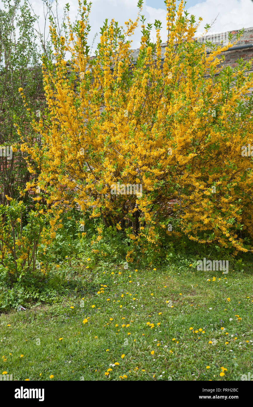 Goldglockchen forsythia hires stock photography and images Alamy