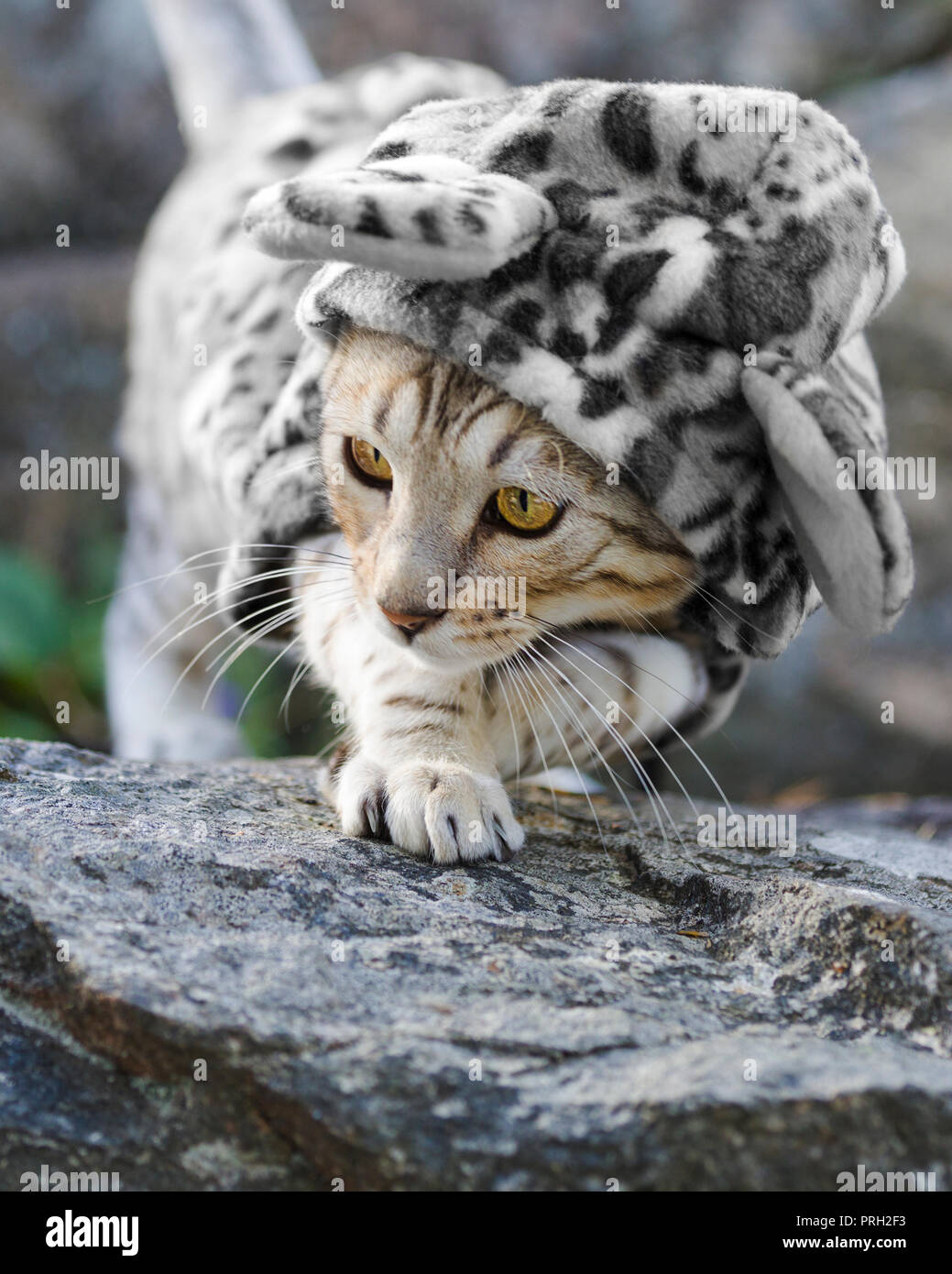 Cute young male Bengal cat dressed up in leopard print outfit outdoors Stock Photo