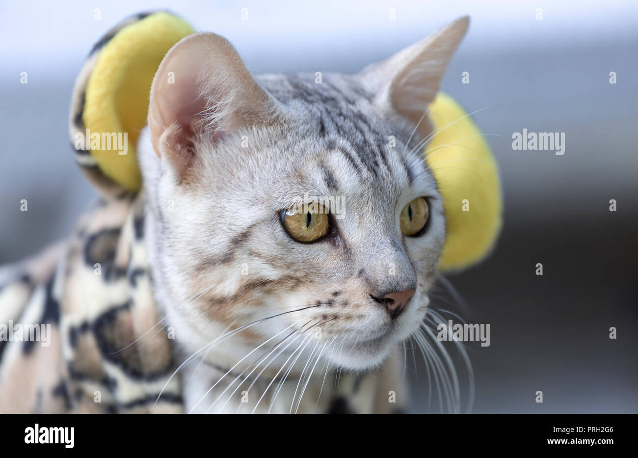 Cute young male Bengal cat dressed up in leopard print outfit outdoors Stock Photo