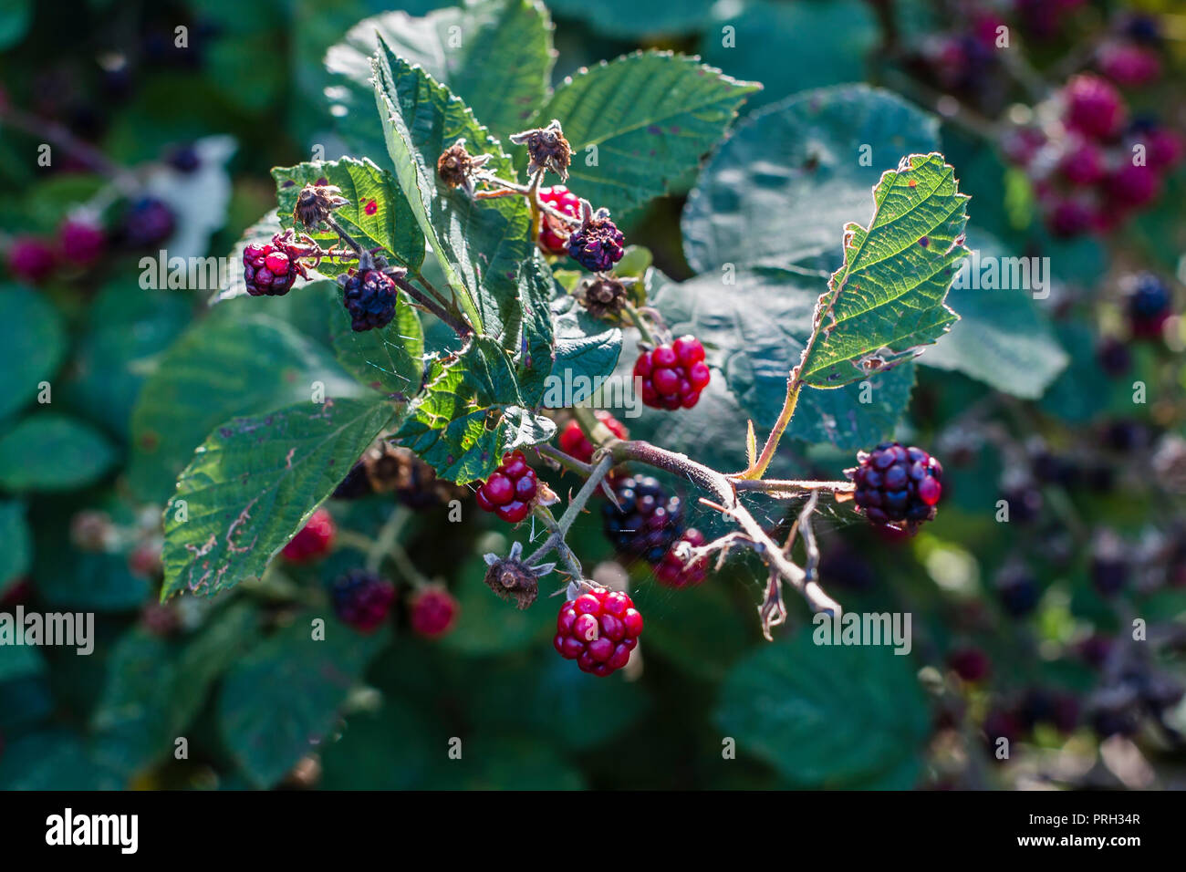 Brambles and blackberries Stock Photo