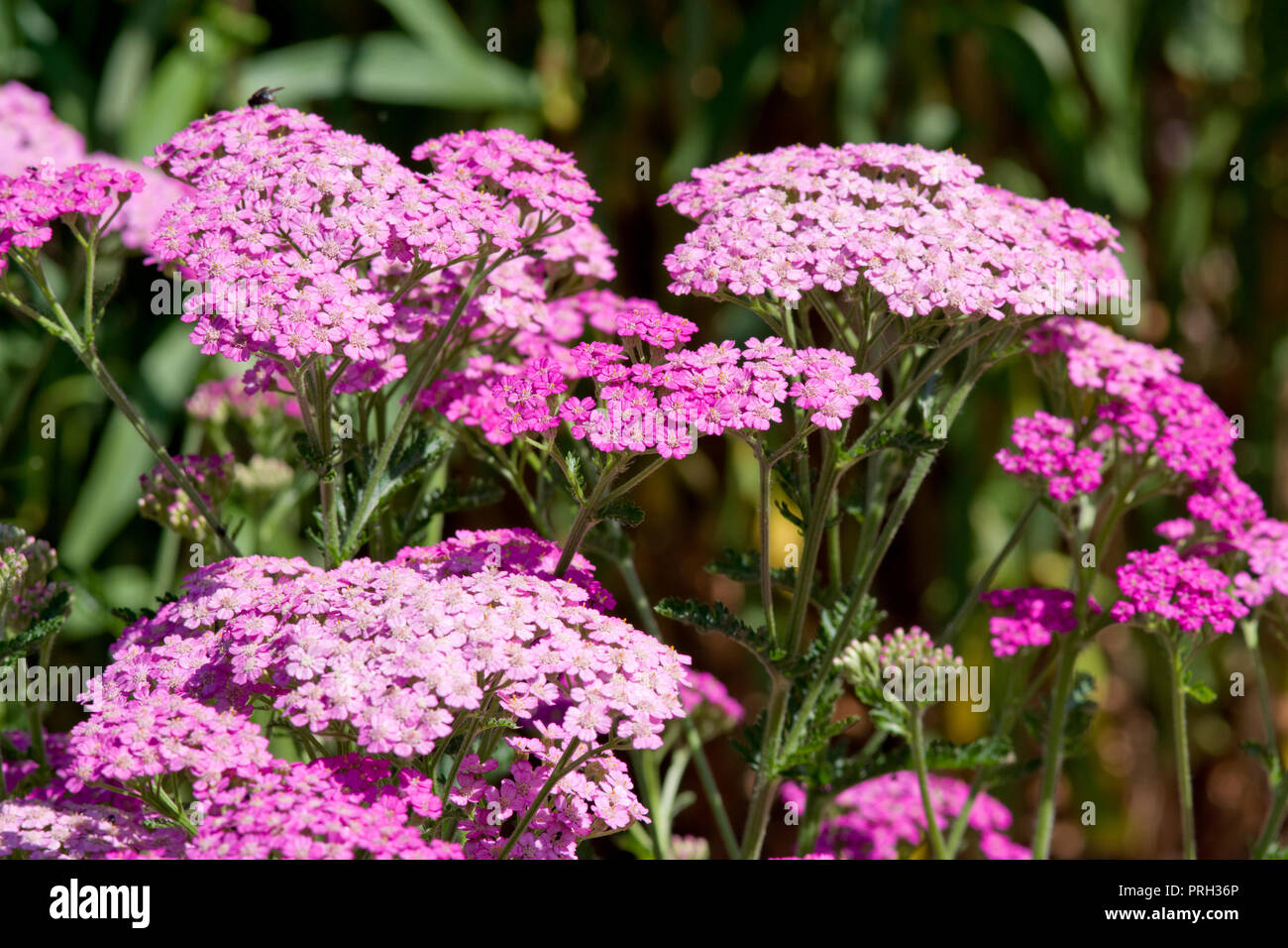 Achillea millefolium 'Pretty Belinda Stock Photo