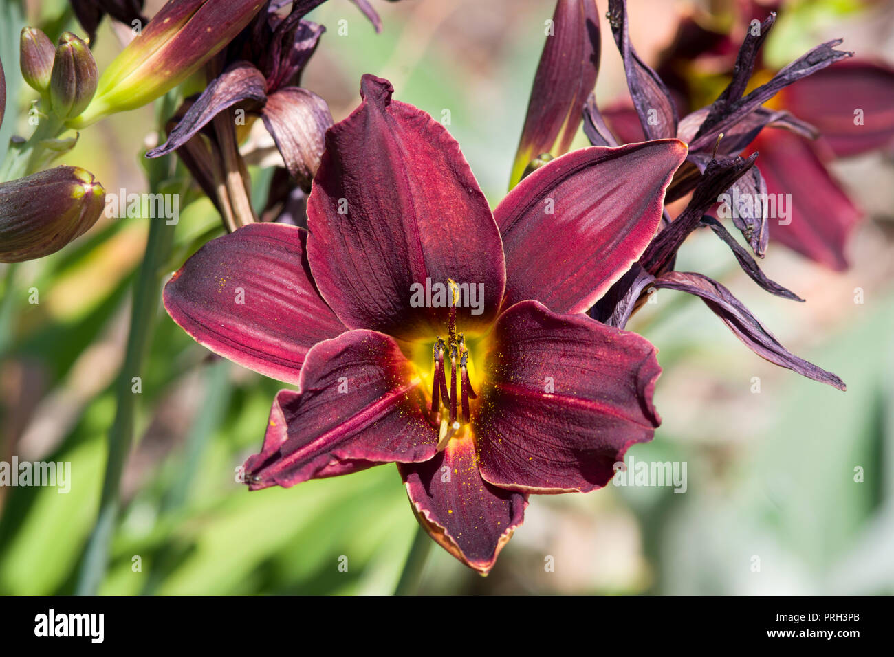 Hemerocallis 'American Revolution Stock Photo