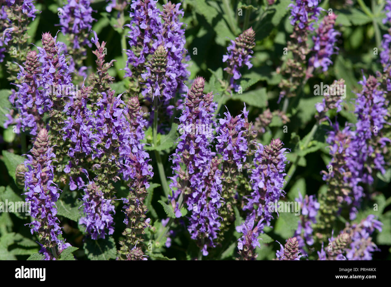 Salvia × sylvestris 'Blauhügel' Stock Photo