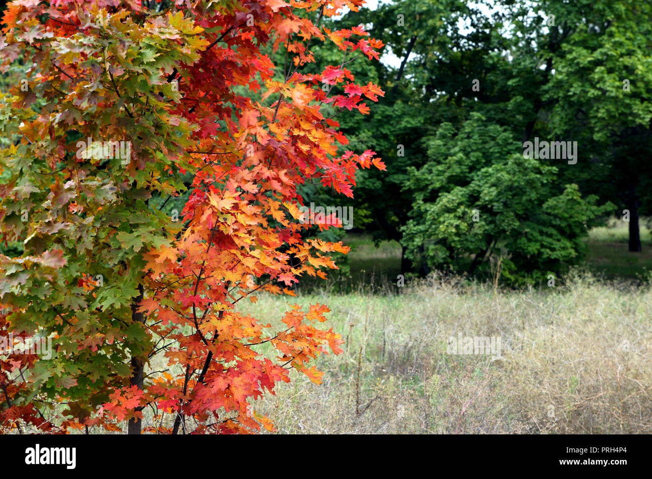 Magic autumn colours hi-res stock photography and images - Alamy