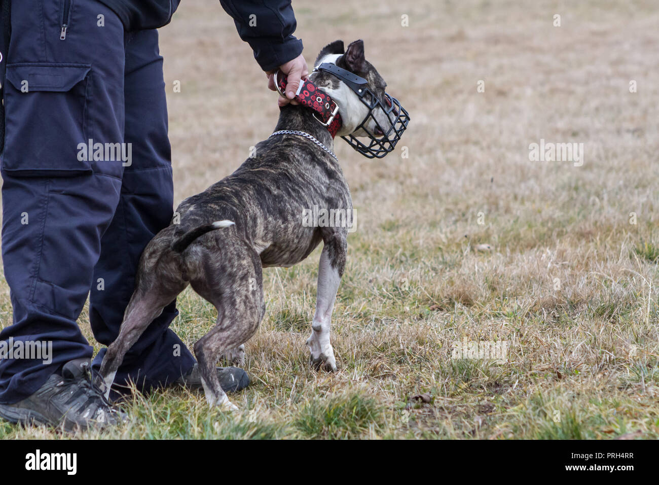 Brindle American Staffordshire Terrier female dog wearing a muzzle ready for the lure coursing Stock Photo