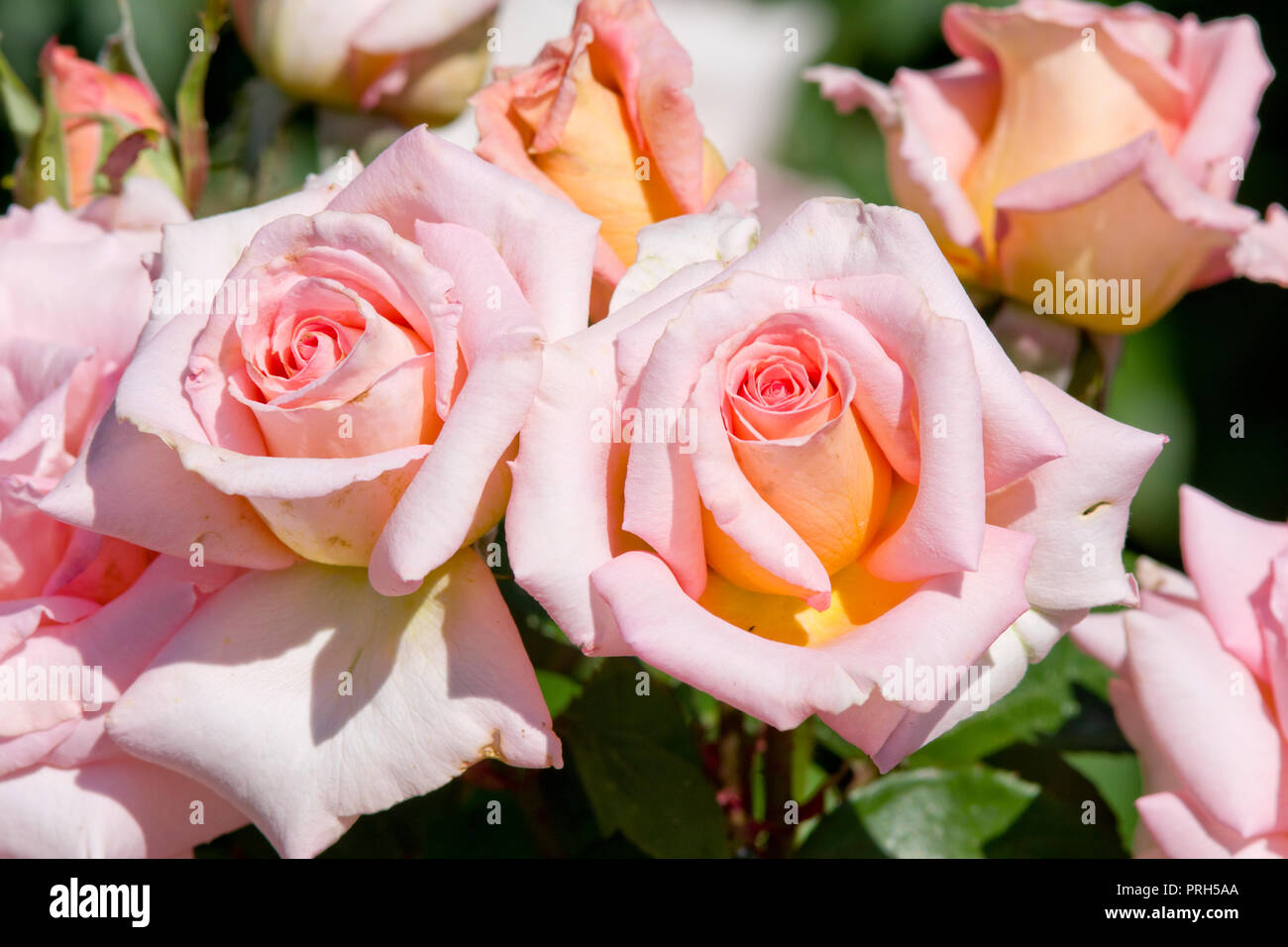 Rose Scent-sation Stock Photo