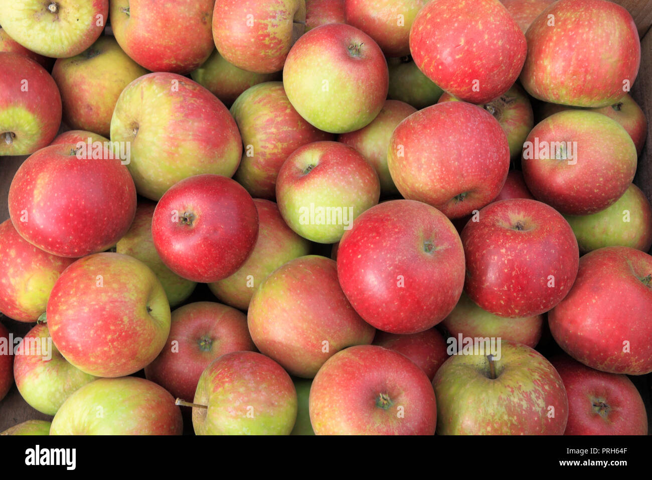 Apple 'Clopton Red', apples, malus domestica, farm shop, display, edible, fruit Stock Photo