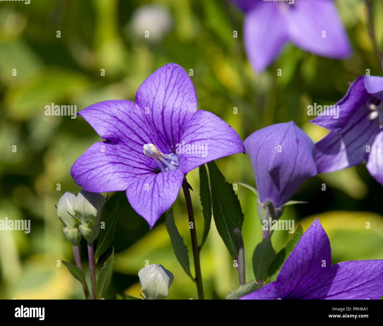 Platycodon grandiflorus 'Mariesii' Stock Photo