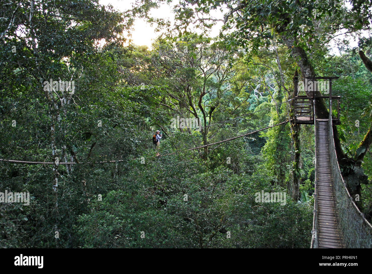 A tourist uses a suspension bridge on the rainforest canopy walk ...