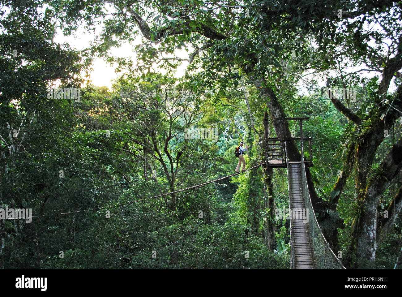 A tourist uses a suspension bridge on the rainforest canopy walk ...