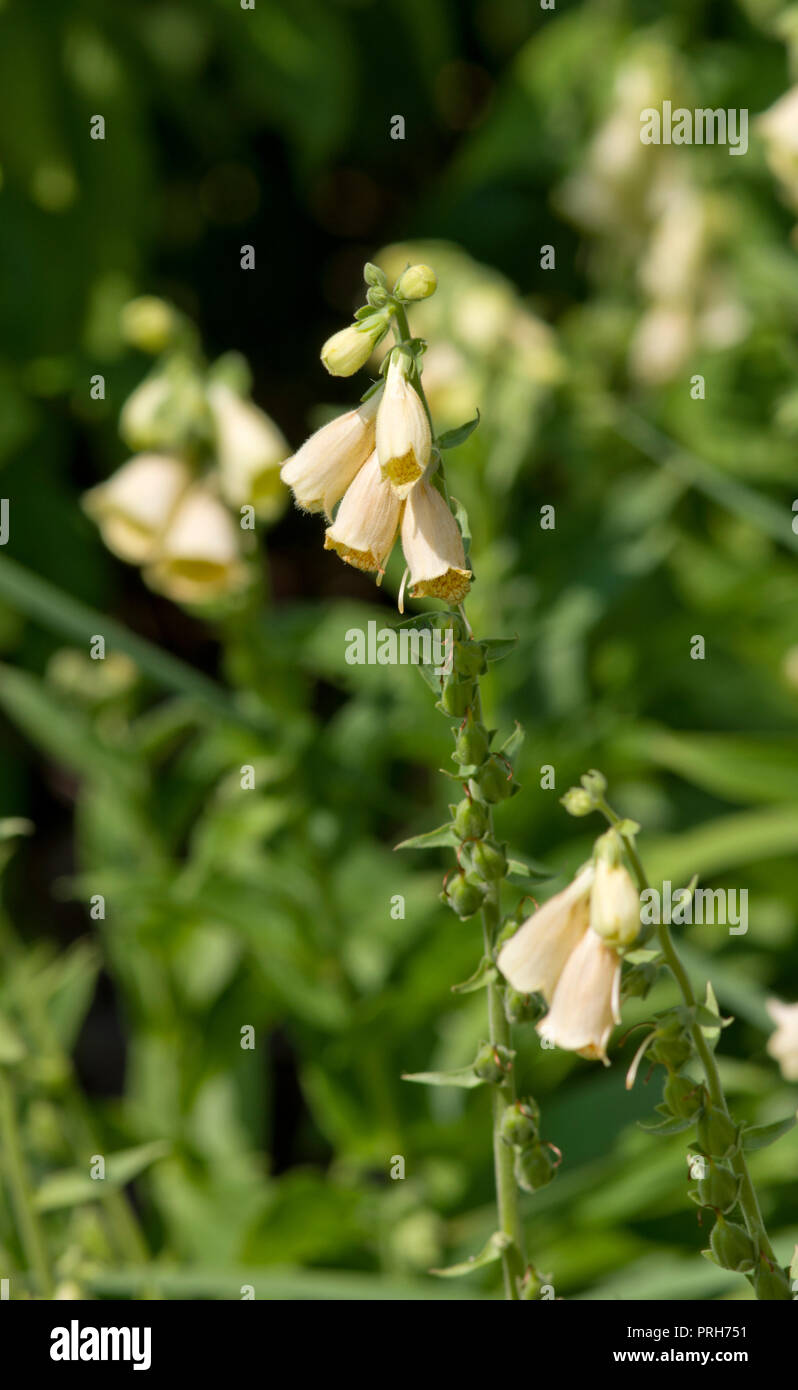 Digitalis × mertonensis 'Summer King' Stock Photo Alamy