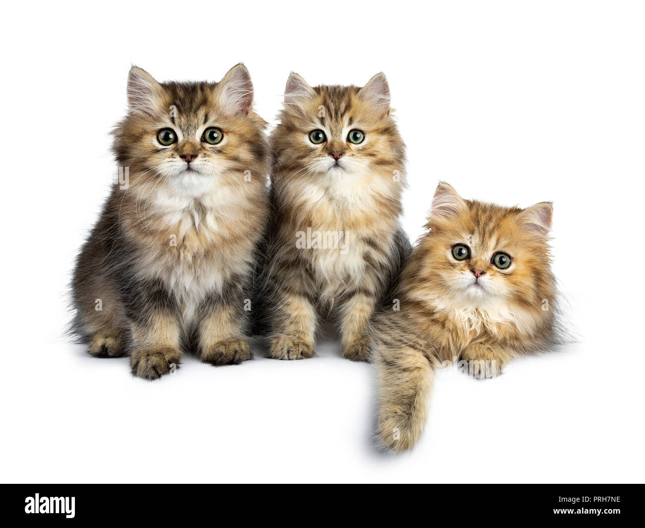 Three fluffy golden British Longhair cat kittens sitting / laying in  perfect row, looking at lens with big green eyes isolated on white  background Stock Photo - Alamy