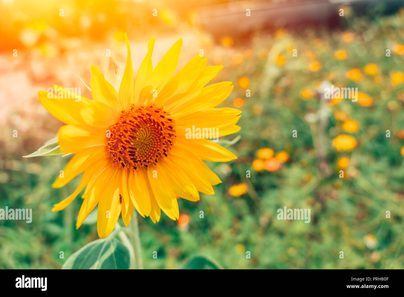 37700 Sunflower On Wood Background Images Stock Photos  Vectors   Shutterstock
