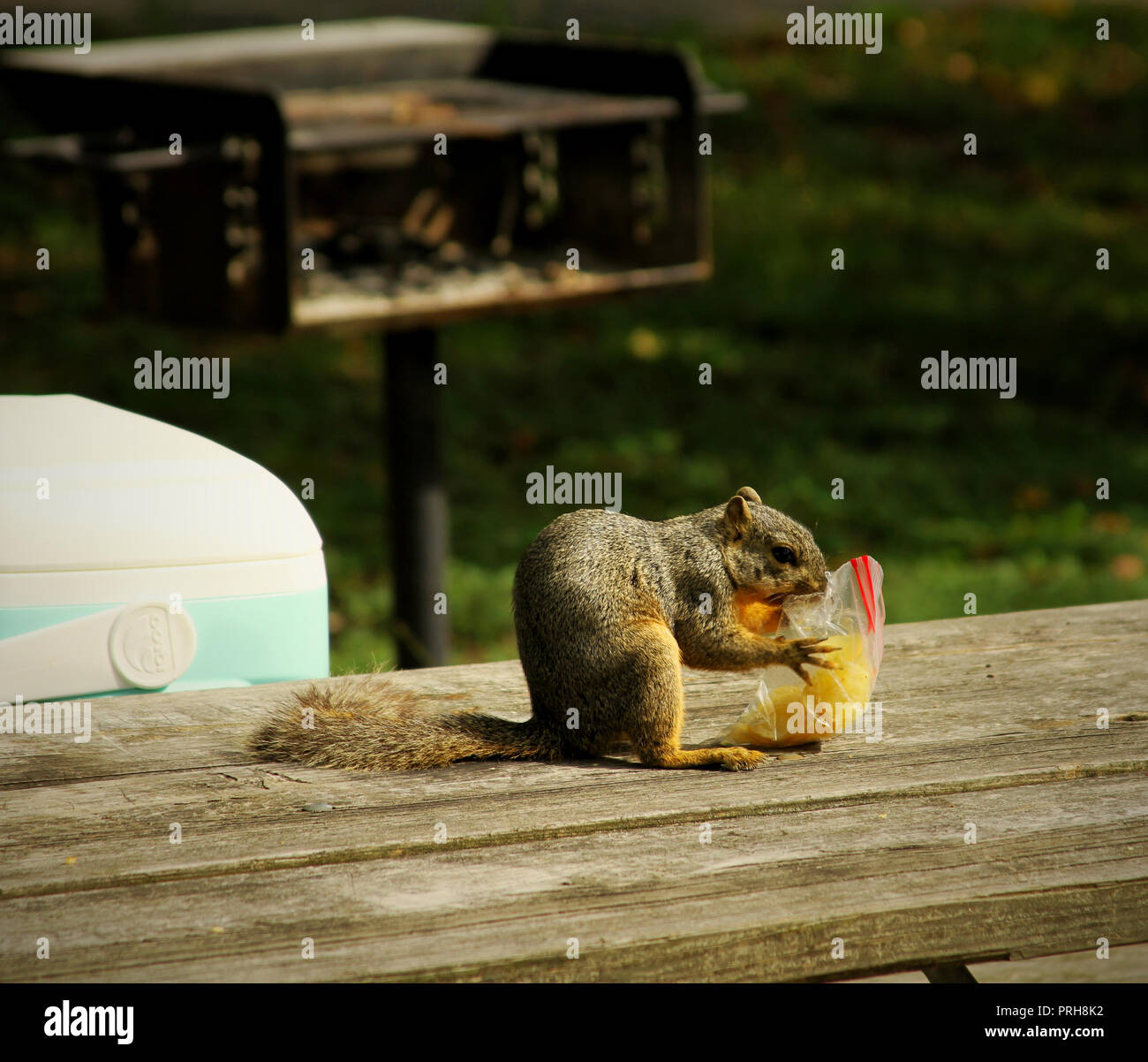 Eat a plastic bag hires stock photography and images Alamy