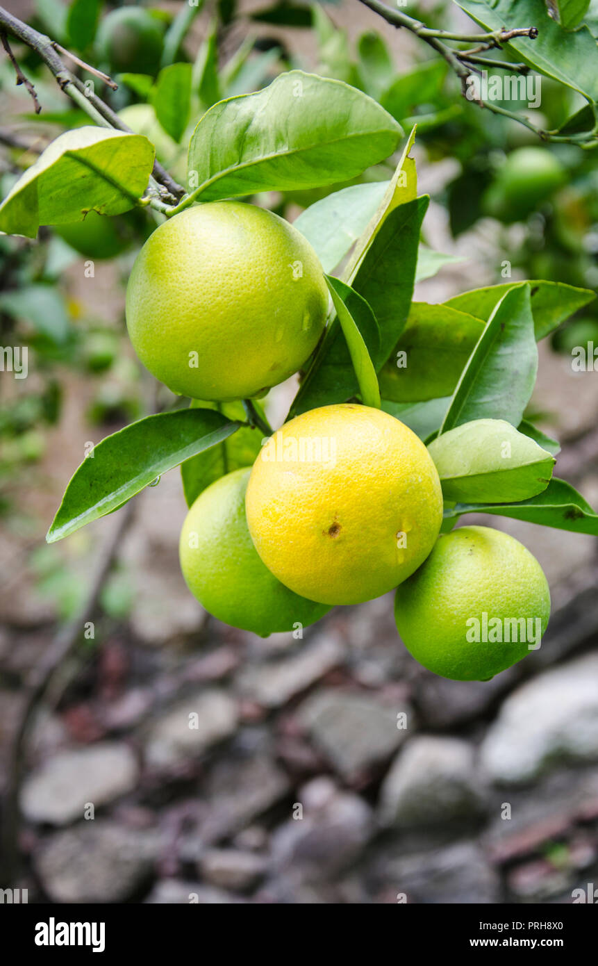 Orange citrus fruit good source of vitamin C Stock Photo Alamy