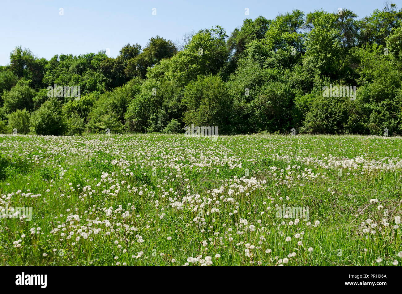 View of beauty dandelion or Tarataxum officinale meadow and forest in the Lozen mountain, Bulgaria Stock Photo