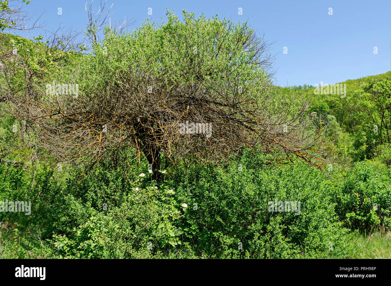 https://c8.alamy.com/comp/PRH98P/strange-landscape-of-springtime-nature-with-green-mix-forest-and-branche-covered-with-yellow-lichen-in-the-lozen-mountain-bulgaria-PRH98P.jpg