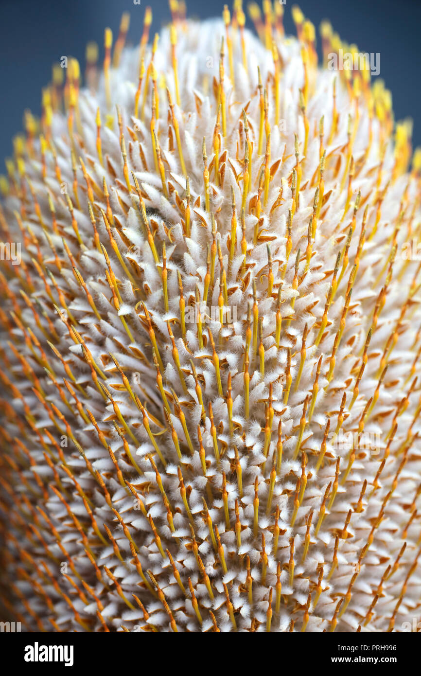Close up of a Banksia cone flower and leaves with a spiky texture Stock Photo