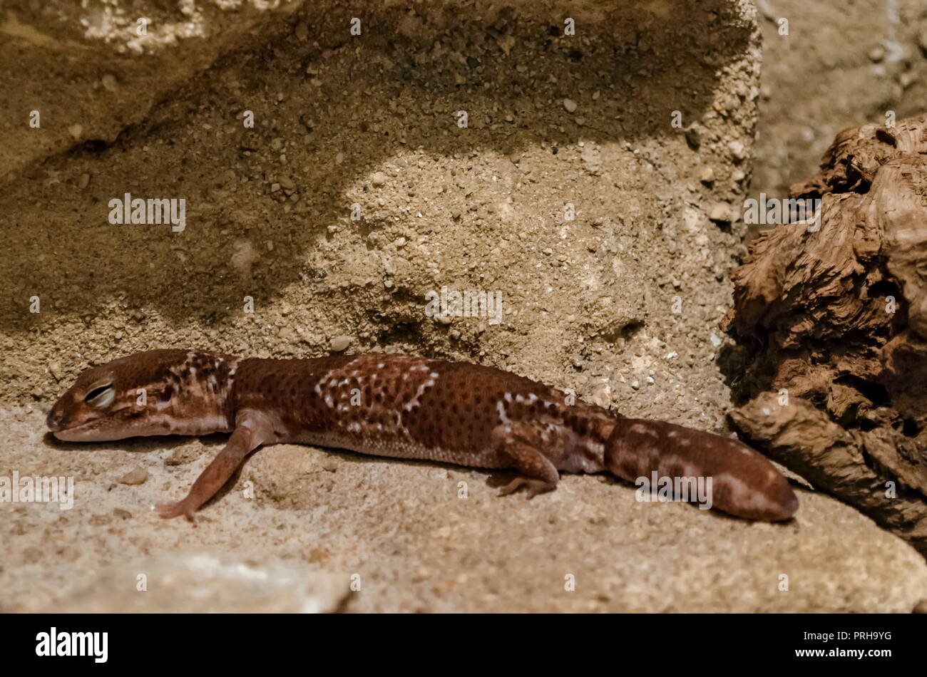 Closeup of Leopard Gecko Eublepharis macularius relax on the land, Sofia, Bulgaria Stock Photo