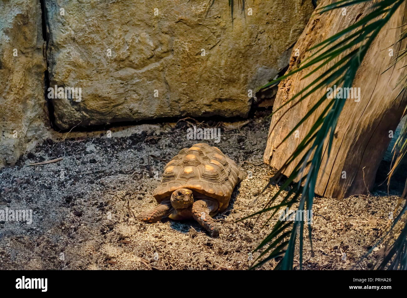 View of patience Tortoise crawling in the nature, Sofia, Bulgaria Stock Photo