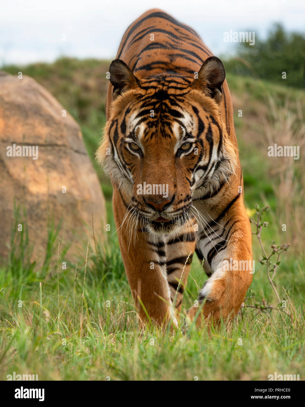 UK, Hamerton Zoo - 17 Aug 2018: Male Malaysian tiger in captivity Stock ...