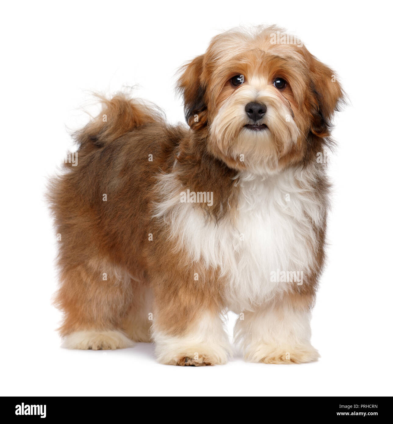 Cute red parti colored havanese puppy dog is standing and looking at  camera, isolated on white background Stock Photo - Alamy