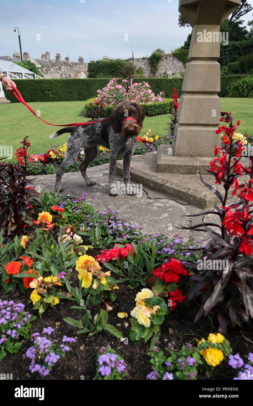 German wire haired pointer dog in park Stock Photo