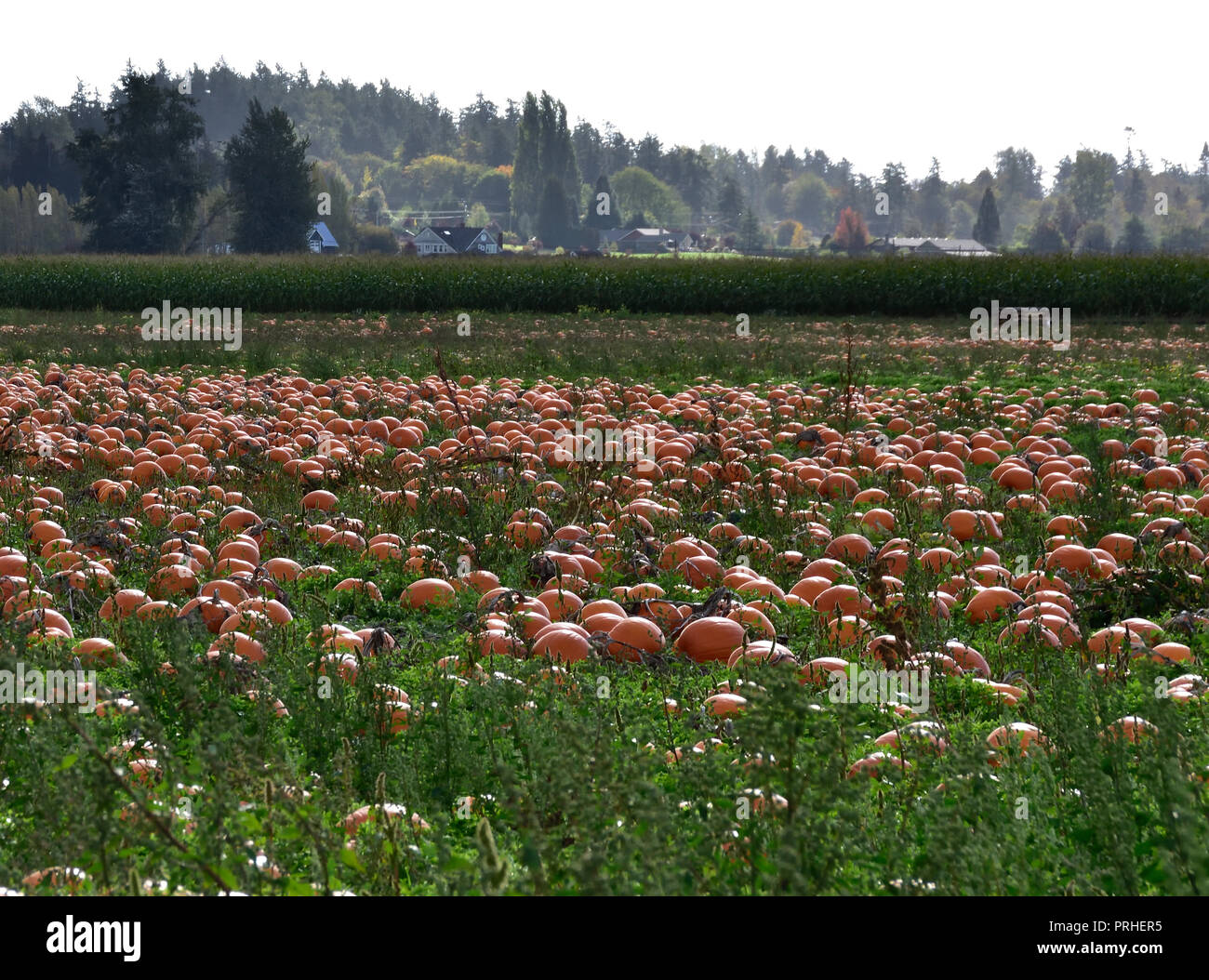 Pumpkins in the field Stock Photo - Alamy