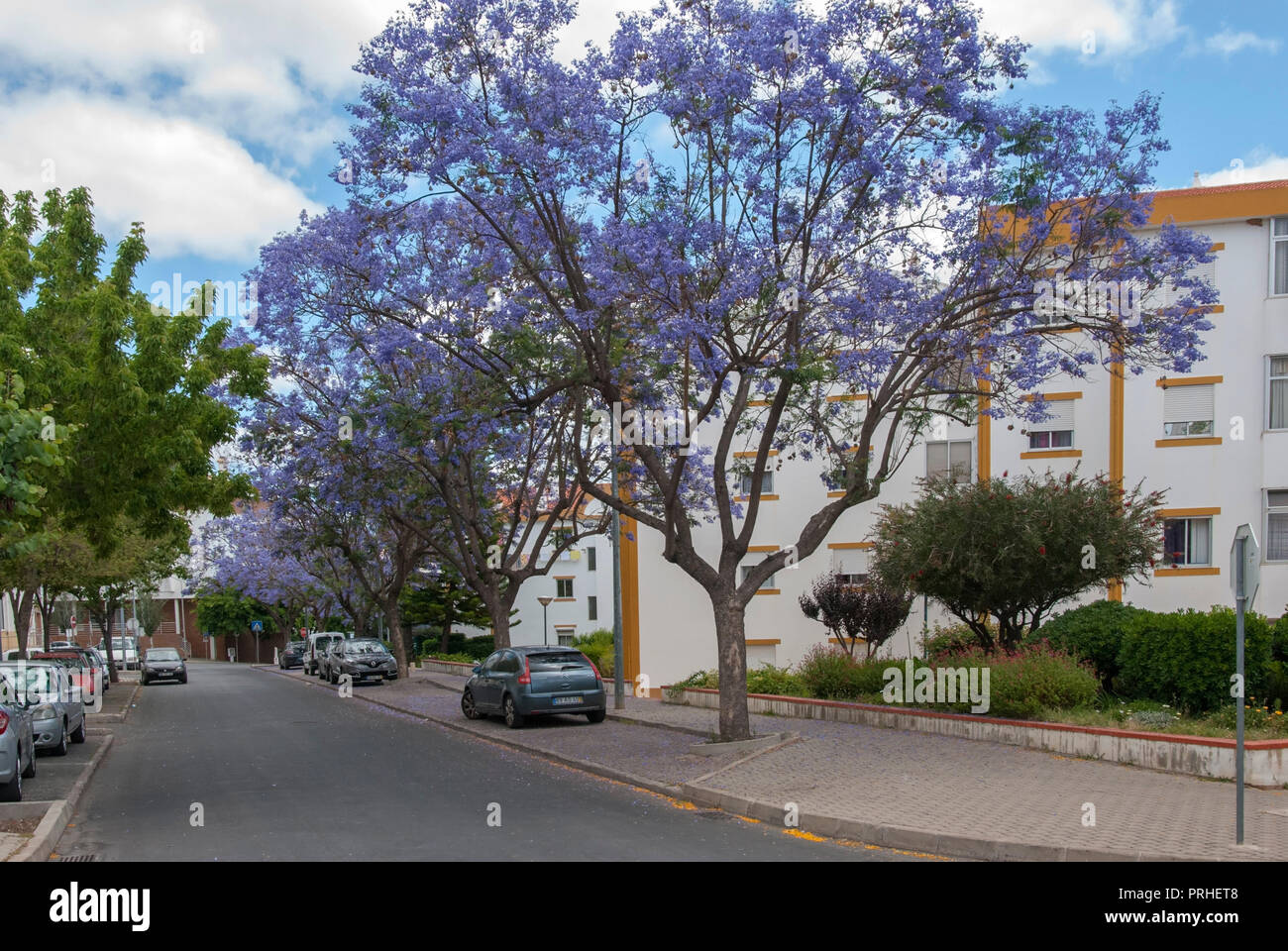 Portuguese Jacaranda Tree Lined Street Doctor Morais Simao Tavira