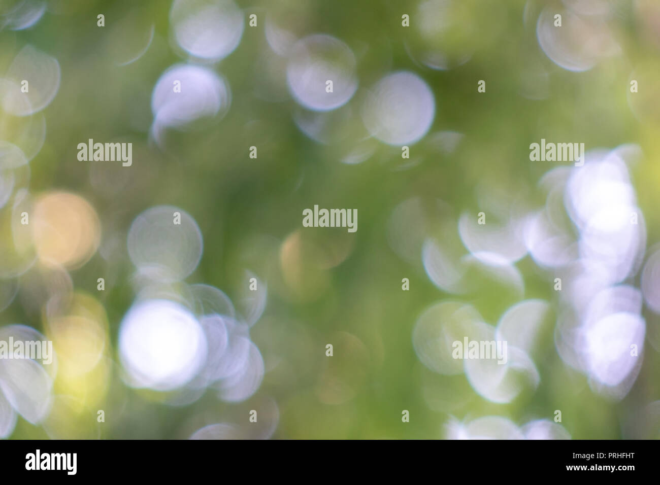 Circles bokeh on a blurred green background. Abstract beautiful layout ...