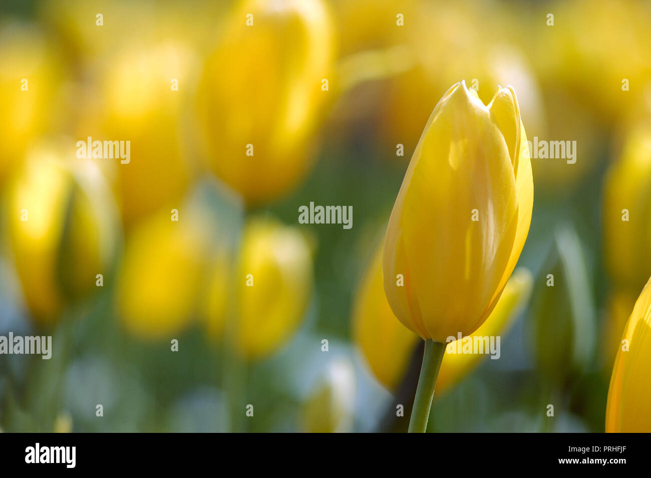 Single yellow Tulip in a field of yellow Tulips. Stock Photo