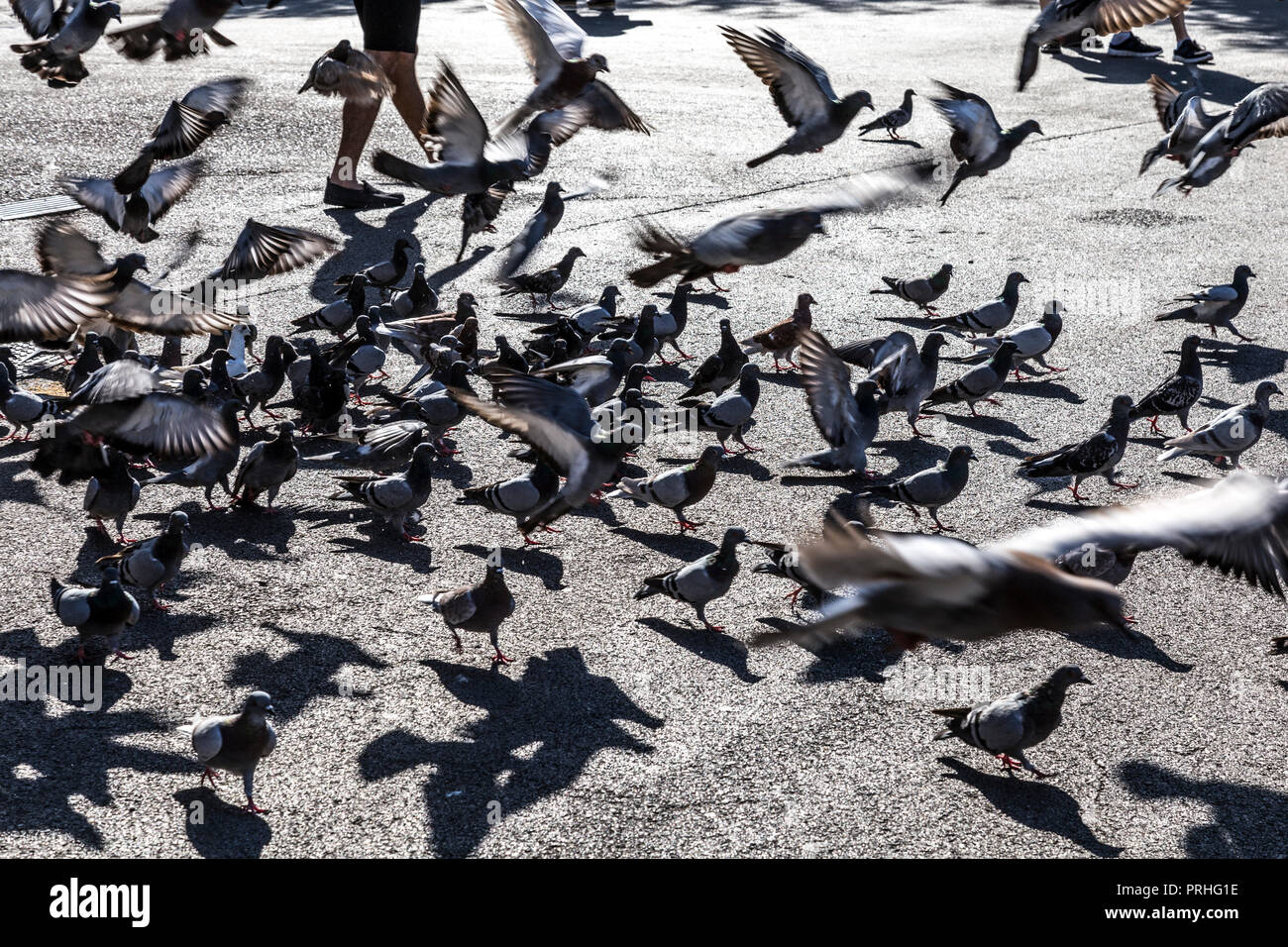 Flock of pigeons at Placa de Catalunya, Barcelona, Spain Stock Photo