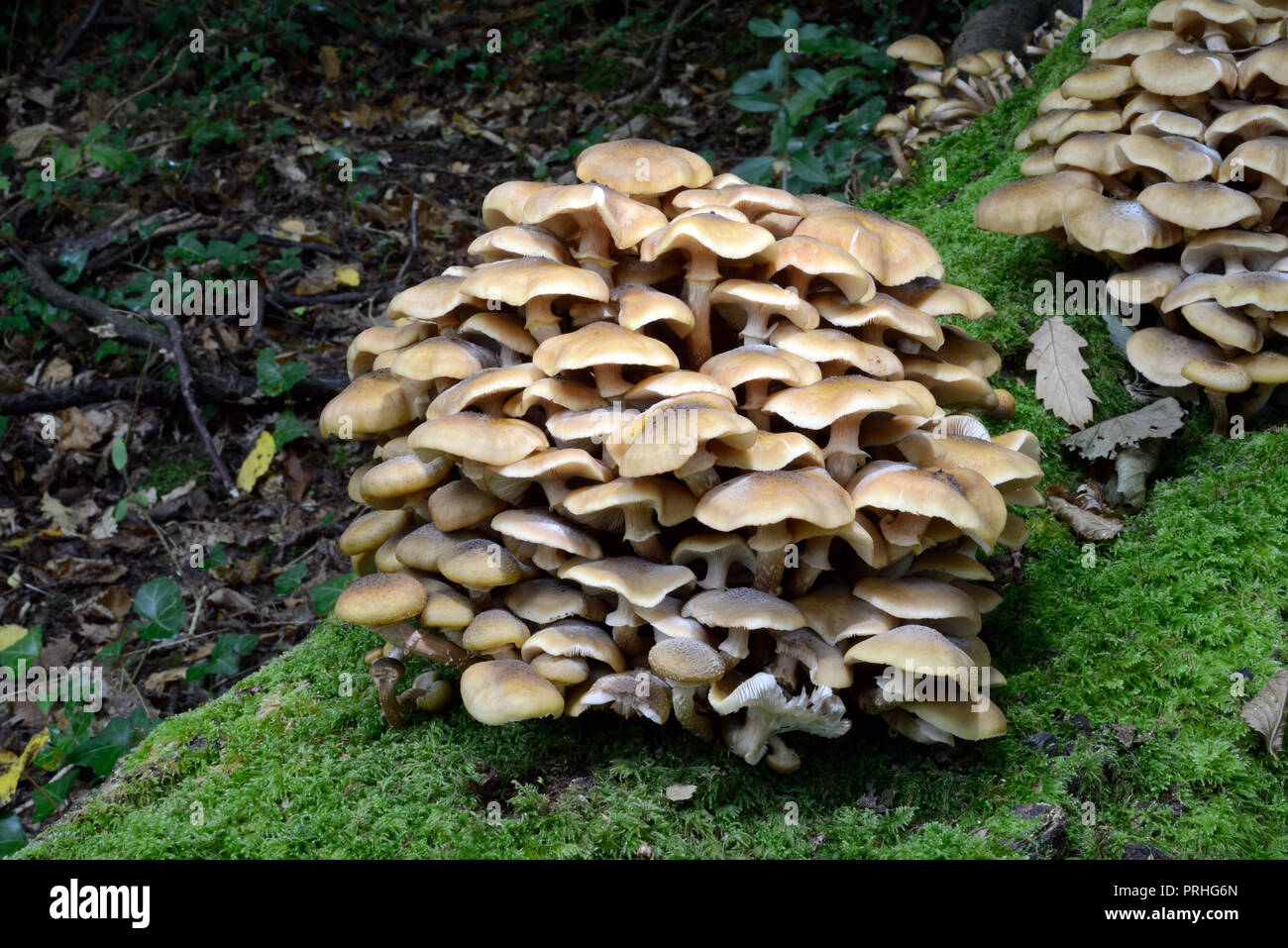 Armillaria mellea (honey fungus) is widespread in northern temperate regions where it  grows parasitically on a large number of broadleaf trees Stock Photo