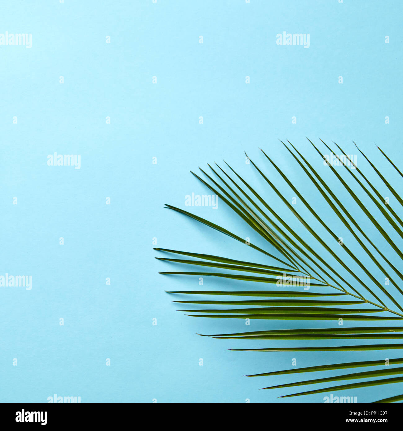 Green palm leaf on a blue background with copy space. Natural layout ...