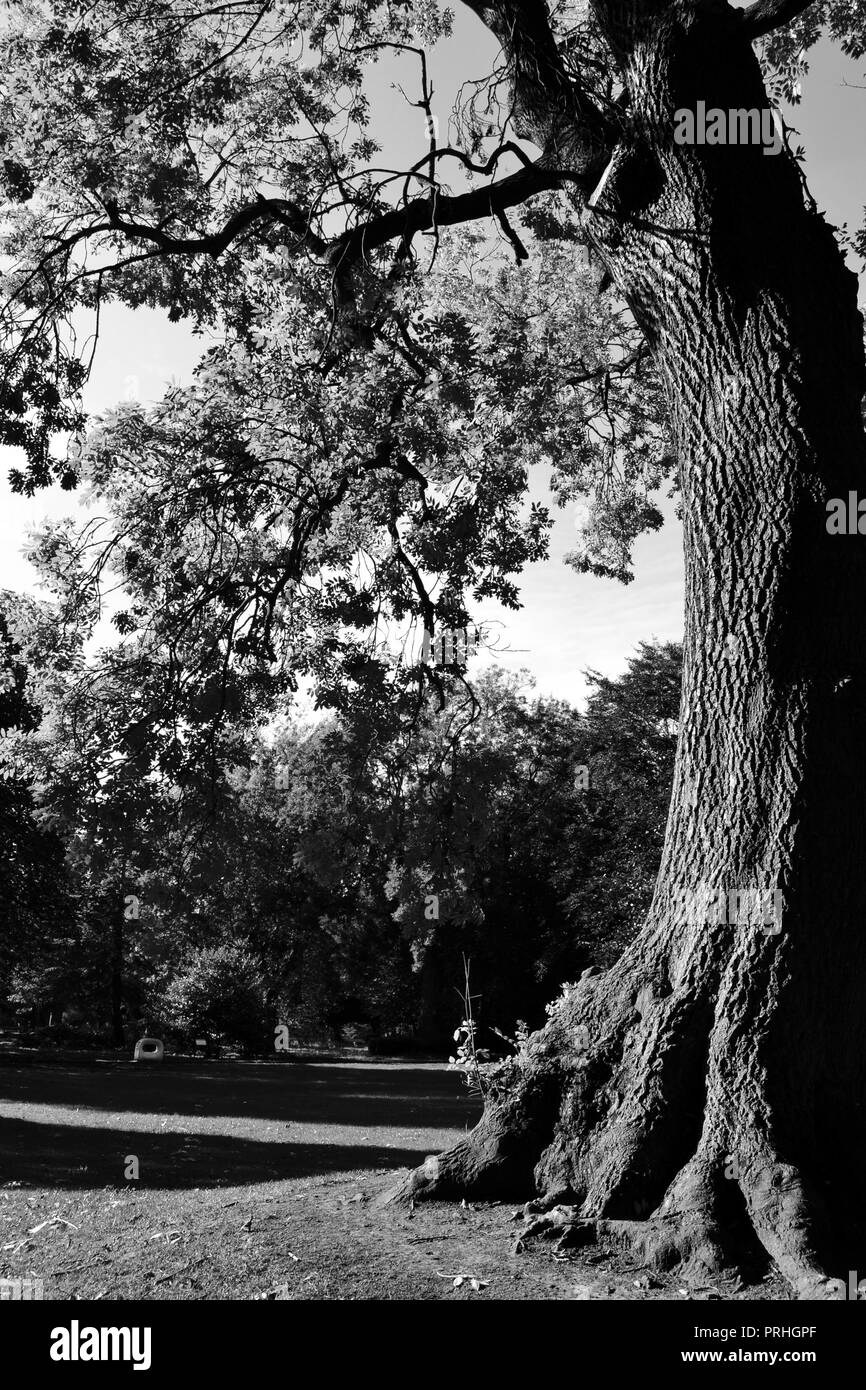 Beautiful, naturally lit black and white photographs of Ropner Park, a traditional Victorian public park in Stockton-on-Tees, UK at the start of Autumn. Stock Photo