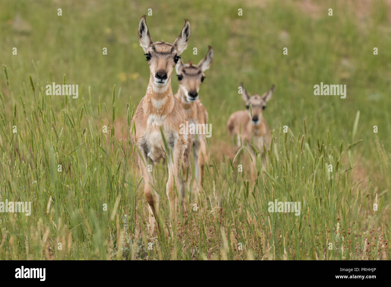 Three pronghorn fawns in Yellowstone National Park. Stock Photo