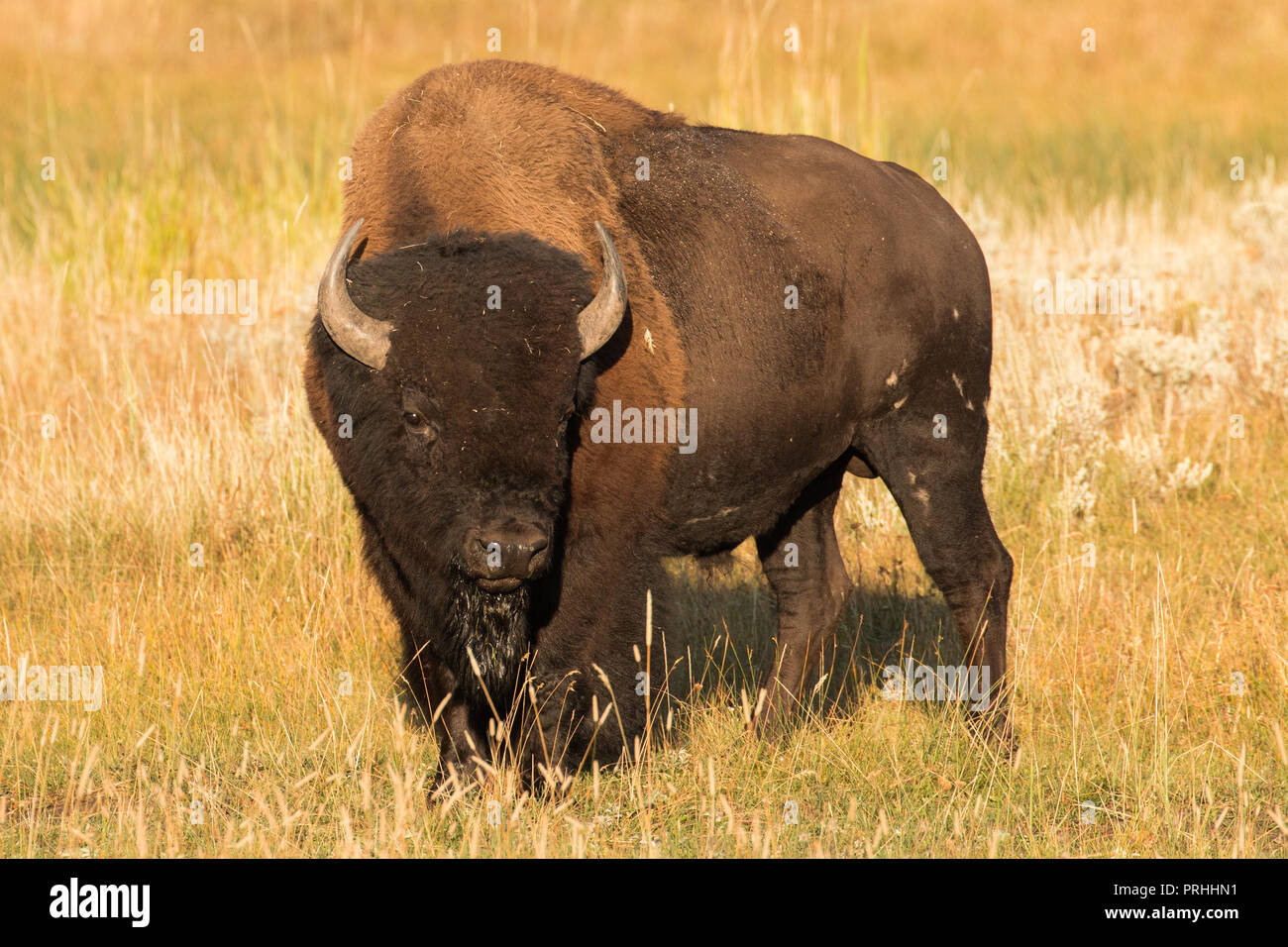Bull bison at sunrise during mating season in Yellowstone National Park. Stock Photo