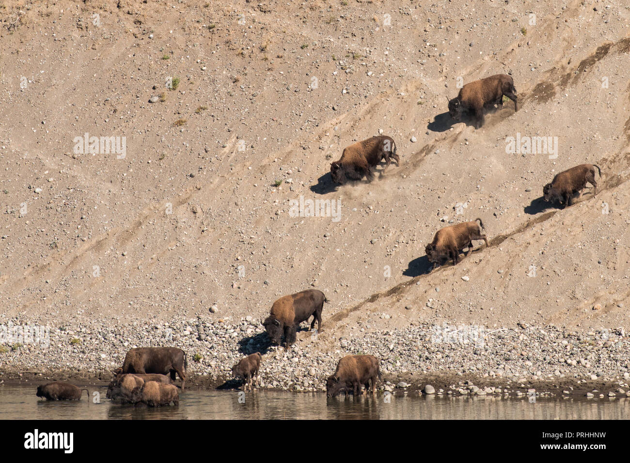 Bison running down a steep river bank along the Lamar river in Yellowstone National Park Stock Photo