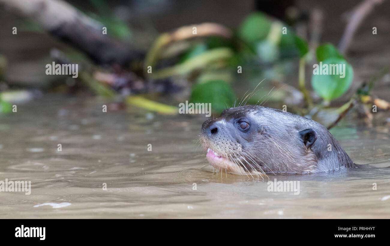 Giant river otter (Pteronura brasiliensis) swimming, Pantanal, Brazil. Stock Photo