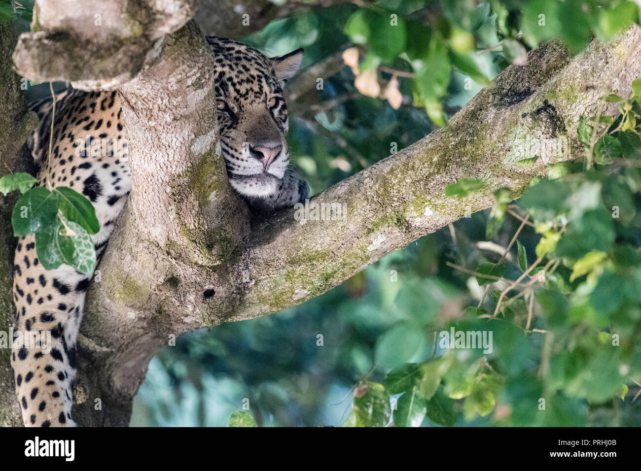 Jaguar (Panthera onca) in tree on the Rio Tres Irmao, Mato Grosso, Brazil. Stock Photo