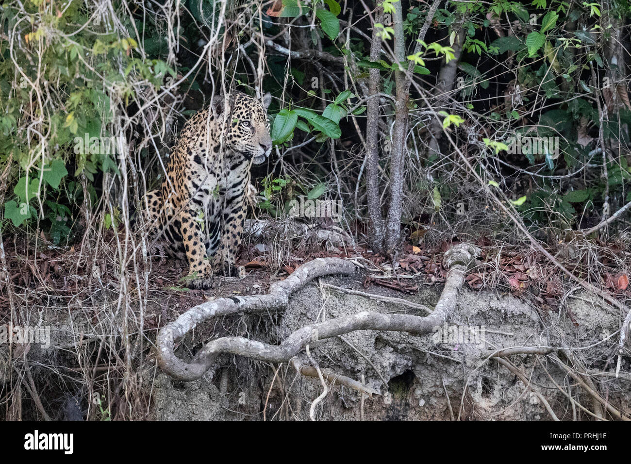 A wild adult female jaguar, Panthera onca, at twilight, Rio Cuiabá, Mato Grosso, Brazil. Stock Photo
