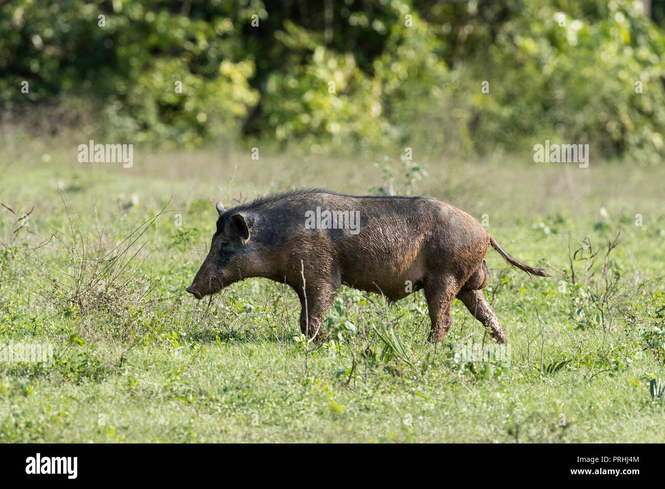 Adult male feral pig, Sus scrofa, Pouso Alegre Fazenda, Mato Grosso, Pantanal, Brazil. Stock Photo