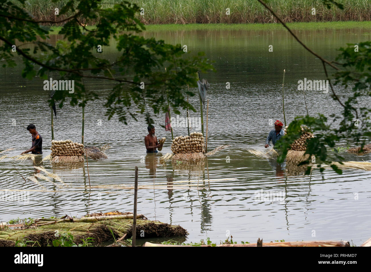 Farmer washing jute fibres in hi-res stock photography and images - Alamy