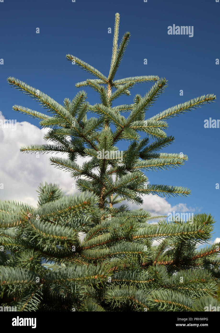 Cultivated blue spruce is growing in nature. Stock Photo